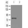 兔抗PIK3R1(Phospho-Tyr607) 多克隆抗体