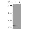 兔抗PIN1(Phospho-Ser16) 多克隆抗体