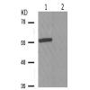 兔抗XIAP(Phospho-Ser87) 多克隆抗体 