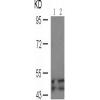 兔抗SHC1 (Phospho-Tyr427)多克隆抗体