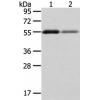 兔抗XKR3多克隆抗体 