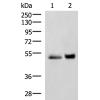 兔抗SIGLEC6多克隆抗体