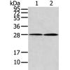 兔抗KCNMB1多克隆抗体