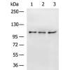 兔抗XYLT1多克隆抗体  