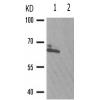 兔抗YAP1(Phospho-Ser127) 多克隆抗体 