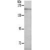 兔抗PLCG1(Ab-771) 多克隆抗体
