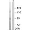 兔抗PLD2(Phospho-Tyr169) 多克隆抗体