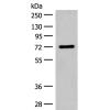  兔抗SLC6A11多克隆抗体