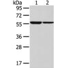 兔抗SLC7A11多克隆抗体