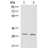 兔抗KRCC1多克隆抗体