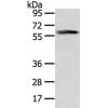兔抗PPP5C多克隆抗体