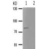 兔抗PRKCD(Phospho-Tyr64) 多克隆抗体