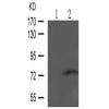 兔抗PRKCQ (Phospho-Ser695)多克隆抗体