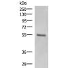 兔抗KRT36多克隆抗体