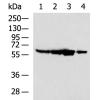 兔抗PTBP2多克隆抗体