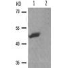 兔抗SMAD3(Phospho-Ser204) 多克隆抗体