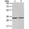  兔抗ZNF146多克隆抗体