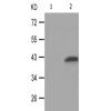 兔抗SMAD3(Phospho-Ser208) 多克隆抗体