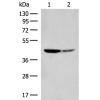 兔抗PTGES3L-AARSD1多克隆抗体