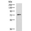 兔抗L3MBTL2多克隆抗体