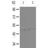 兔抗PTPN1(Phospho-Ser50) 多克隆抗体