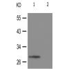 兔抗SNAI1(Phospho-Ser246) 多克隆抗体