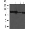 兔抗TRIM28多克隆抗体