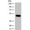 兔抗TRIM39多克隆抗体