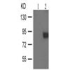 兔抗SP1 (Phospho-Thr739)多克隆抗体