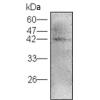 小鼠抗APOA4单克隆抗体  