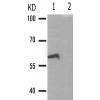 兔抗SRC(Phospho-Ser75) 多克隆抗体
