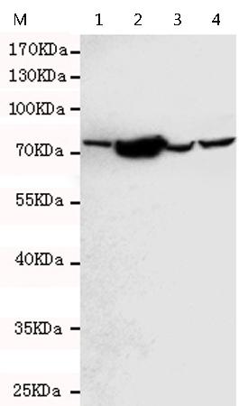 小鼠抗BIRC3单克隆抗体 