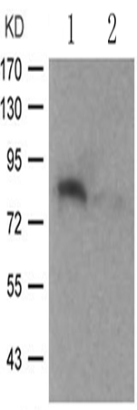 兔抗STAT4 (Phospho-Tyr693) 多克隆抗体