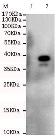 小鼠抗CCND2单克隆抗体  