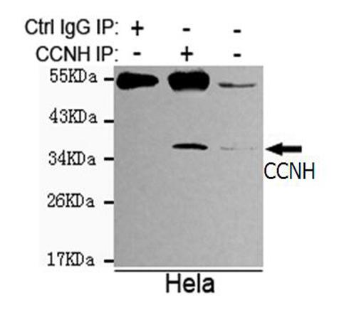 小鼠抗CCNH单克隆抗体   