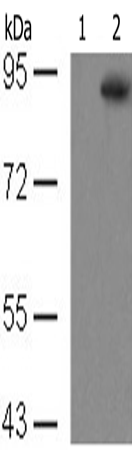 兔抗STAT5A (Phospho-Tyr694) 多克隆抗体