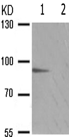 兔抗STAT5A/B(Phospho-Ser725/730) 多克隆抗体
