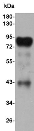 小鼠抗CD44单克隆抗体 