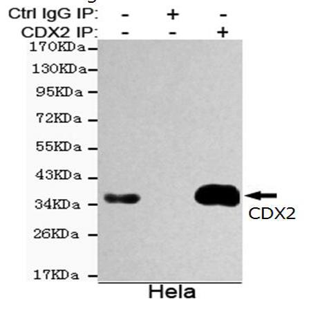 小鼠抗CDX2单克隆抗体  
