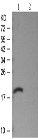 兔抗STMN1 (Phospho-Ser38)多克隆抗体