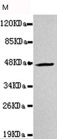 小鼠抗CKMT2单克隆抗体  