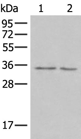 小鼠抗CLIC1单克隆抗体 