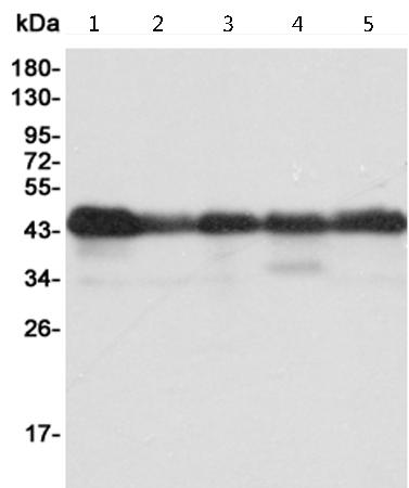 小鼠抗CREB1单克隆抗体  