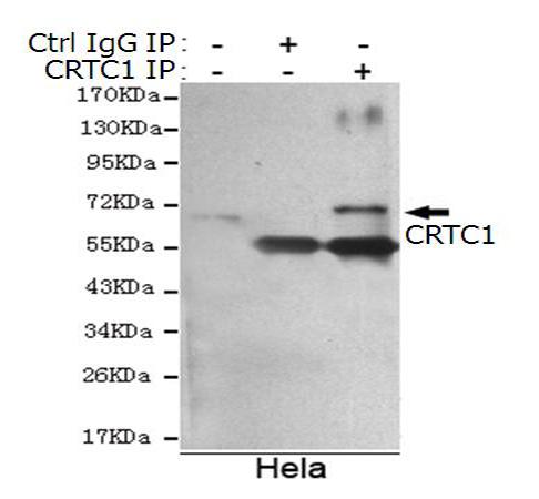 小鼠抗CRTC1单克隆抗体  