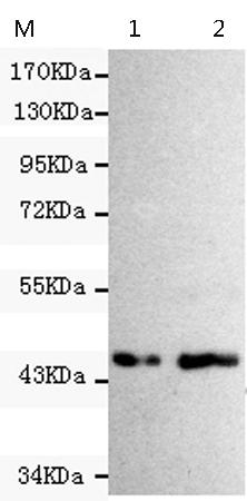 小鼠抗CSK单克隆抗体 