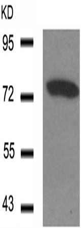 兔抗SYN1 (Phospho-Ser9) 多克隆抗体