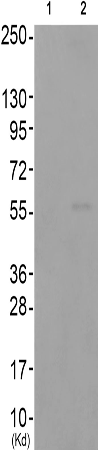 兔抗SYT1(Phospho-Thr202) 多克隆抗体