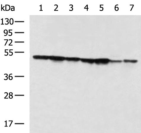 小鼠抗EIF4A1单克隆抗体  