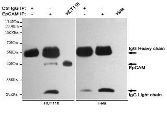 小鼠抗EPCAM单克隆抗体 