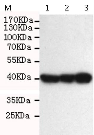 小鼠抗ERCC1单克隆抗体